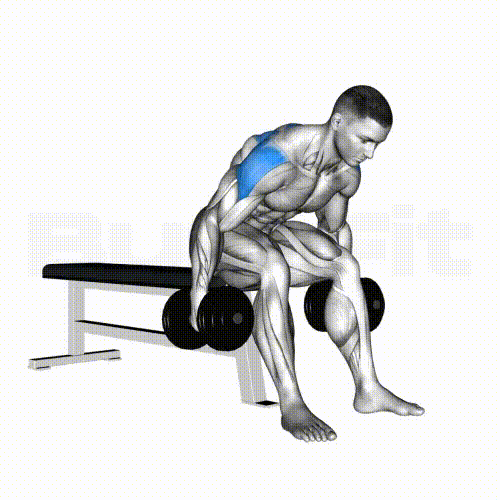 Seated Bentover Dumbbell Raise